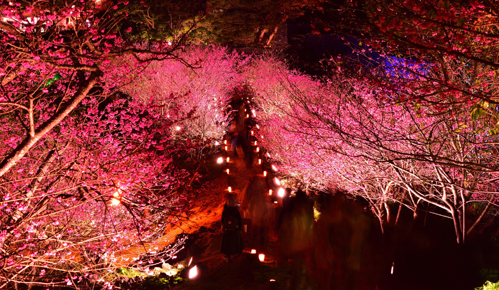 今帰仁の夜桜