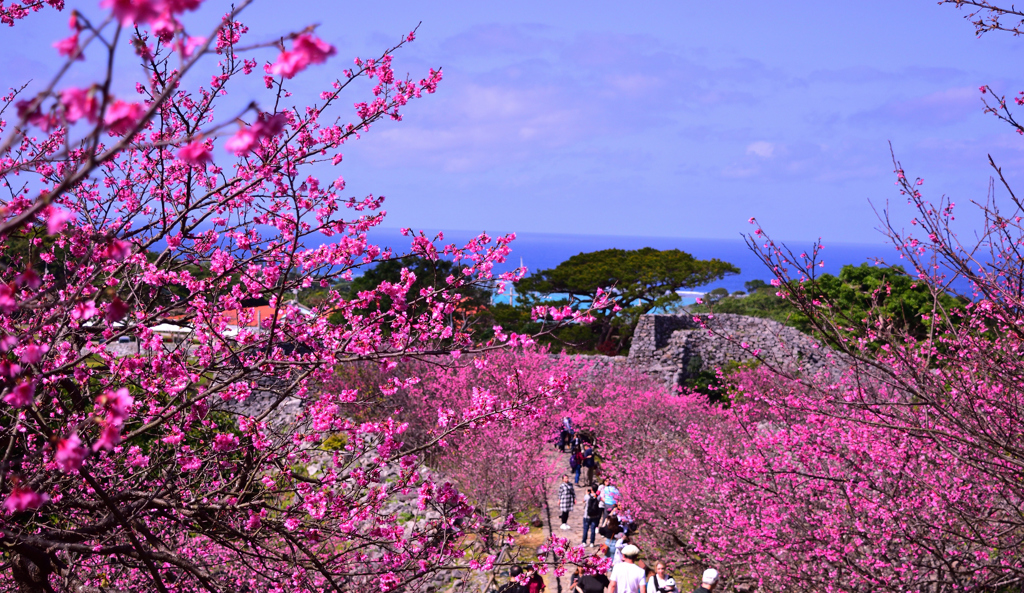 桜と空