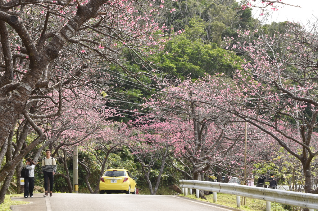 寒緋桜
