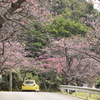 寒緋桜
