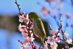 背のび！