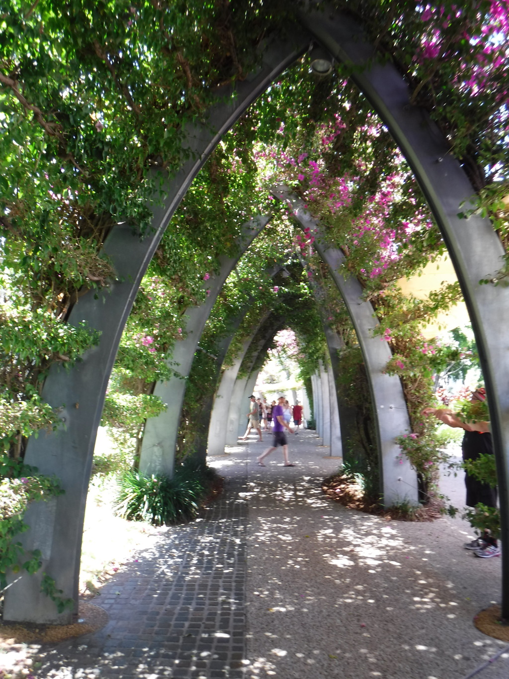 tunnel covered bougainvillea 2