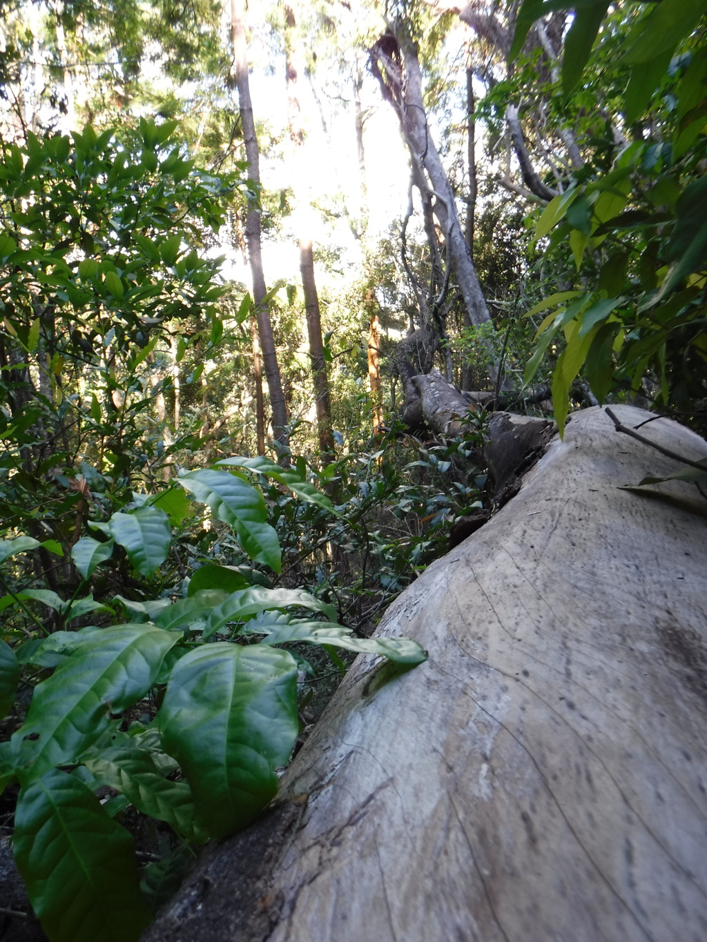 Tree laid down