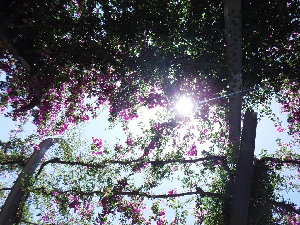 the sun throw the bougainvilleas