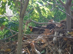 Bush turkey