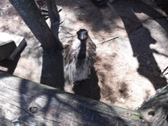 emu waked to me to greet