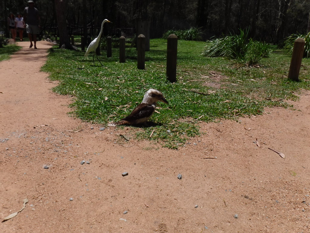 kookaburra 2