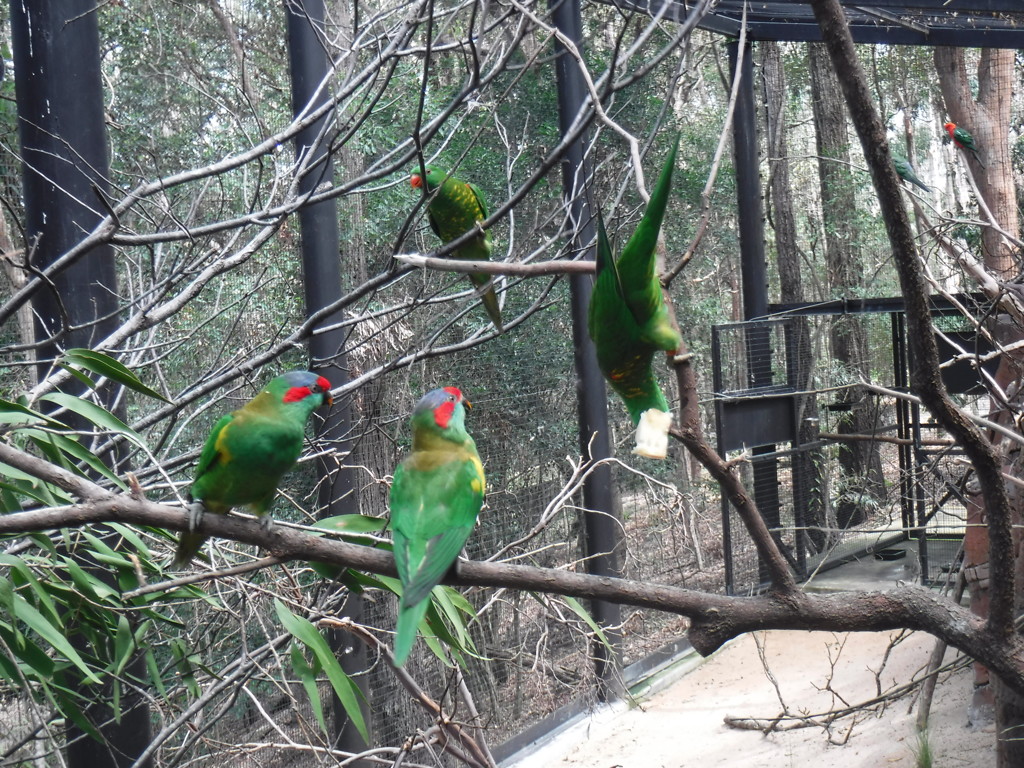 rainbow lorikeets