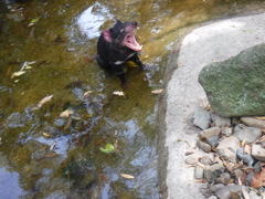 yawn;Tasmanian devil