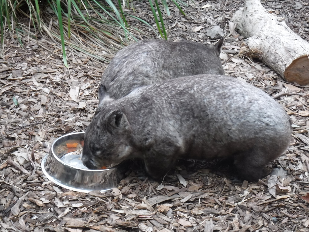 wombats