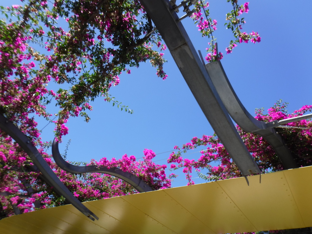 the sky throw the bougainvilleas