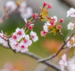 千島桜