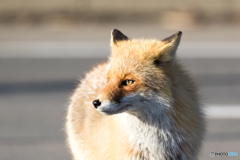 キタキツネ