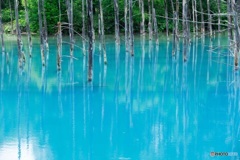 美瑛青い池
