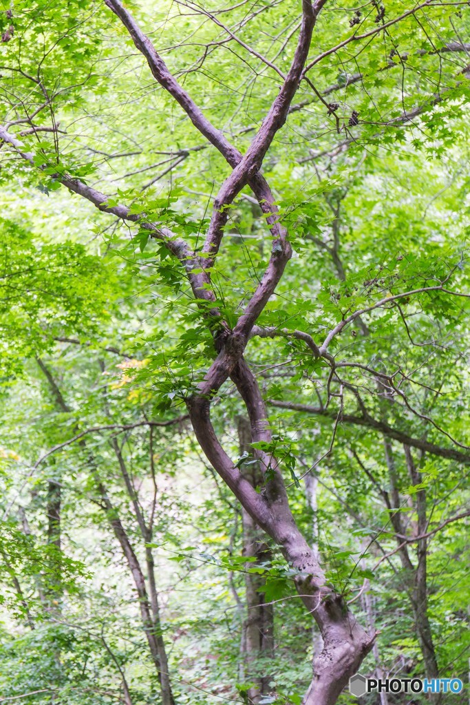 末広がり