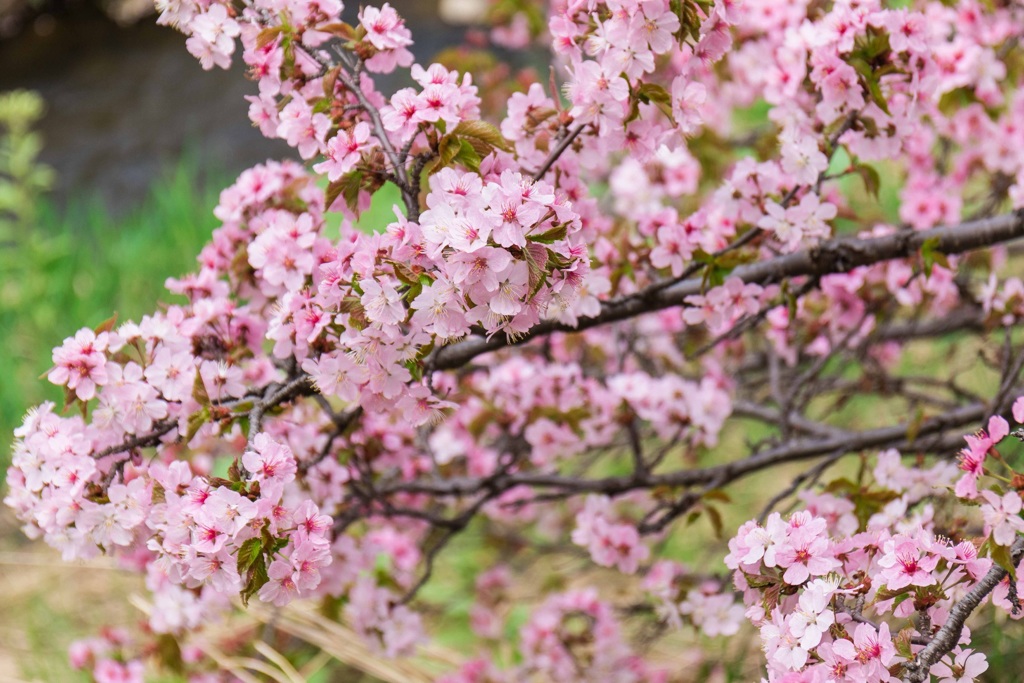 千島桜