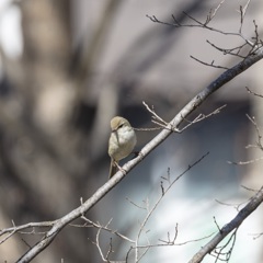 ウグイスが鳴く