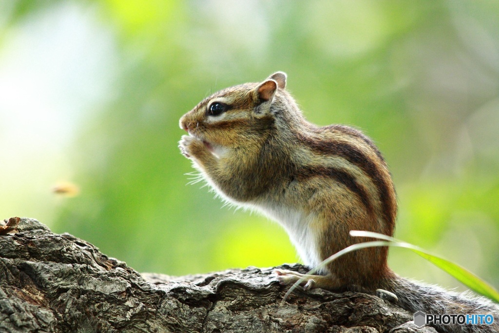 シマリス 