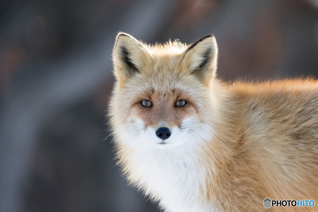 キタキツネ