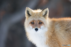 キタキツネ