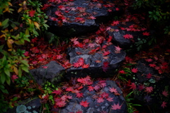 紅葉