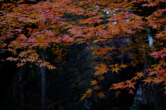 紅葉