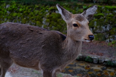 宮島