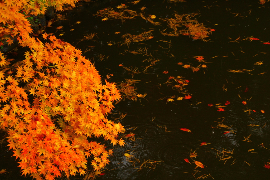 紅葉の雨