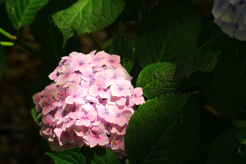 日差しの紫陽花