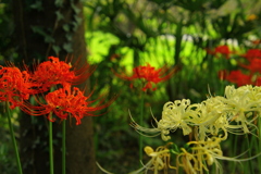 紅白の天蓋花