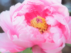 ぼたん