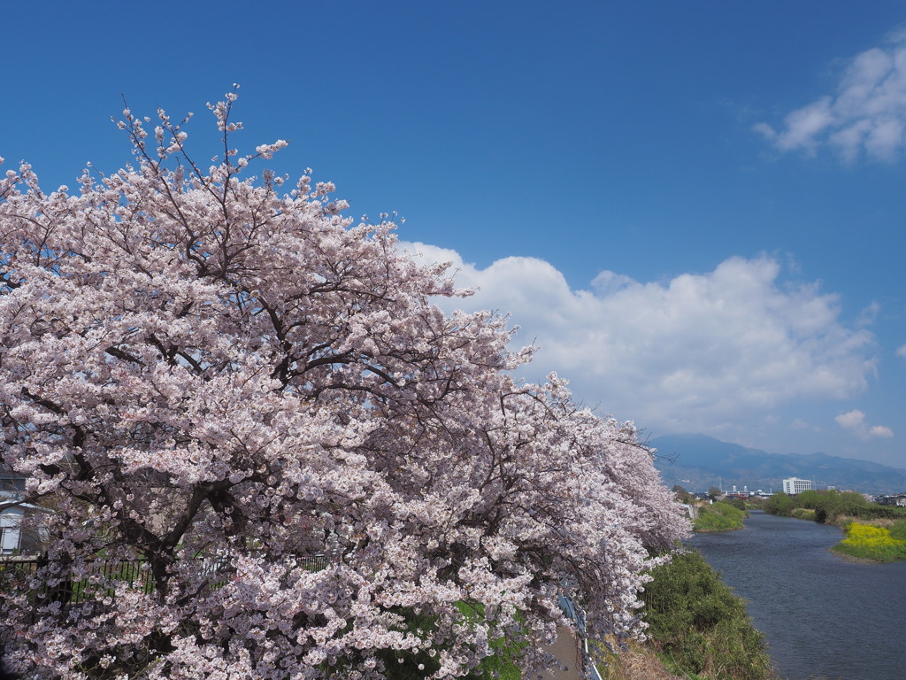 青空と桜