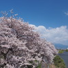 青空と桜