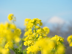 菜の花 菜の花