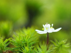 苔の中のバイカオウレン