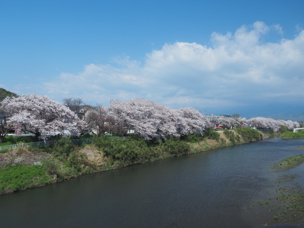 桜堤