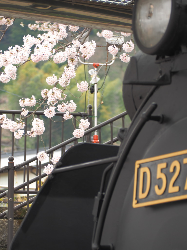 桜とD52