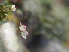 ハナネコノメ ハナネコノメ