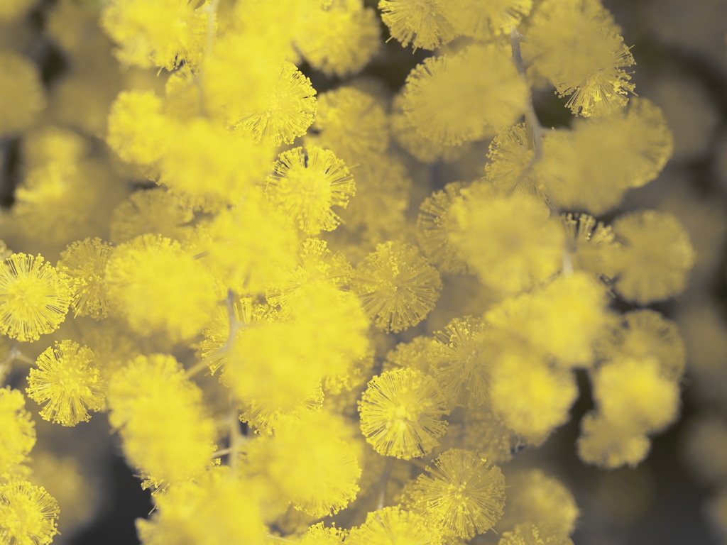 ミモザの花-1　♪