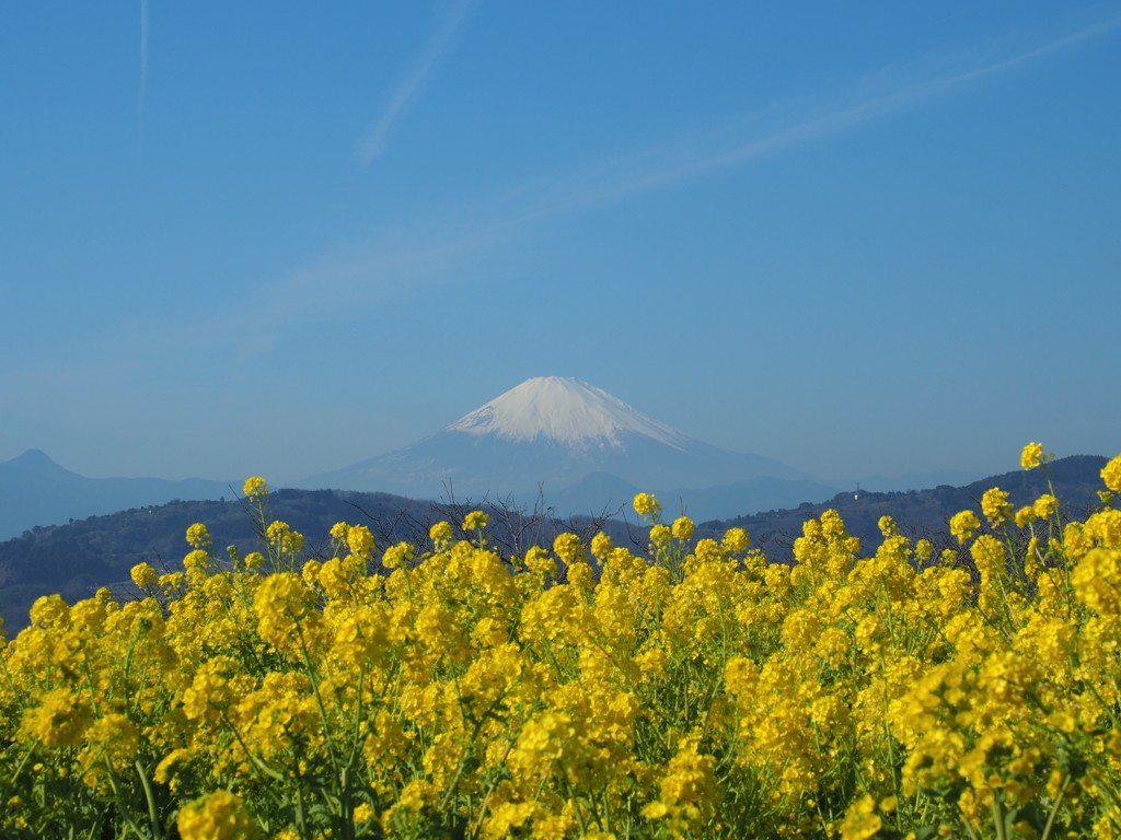 菜の花の中に