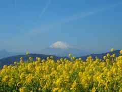 菜の花の中に 菜の花の中に