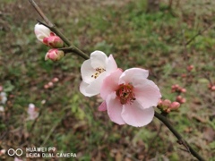 木瓜