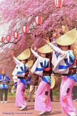 仙台の桜と阿波踊り