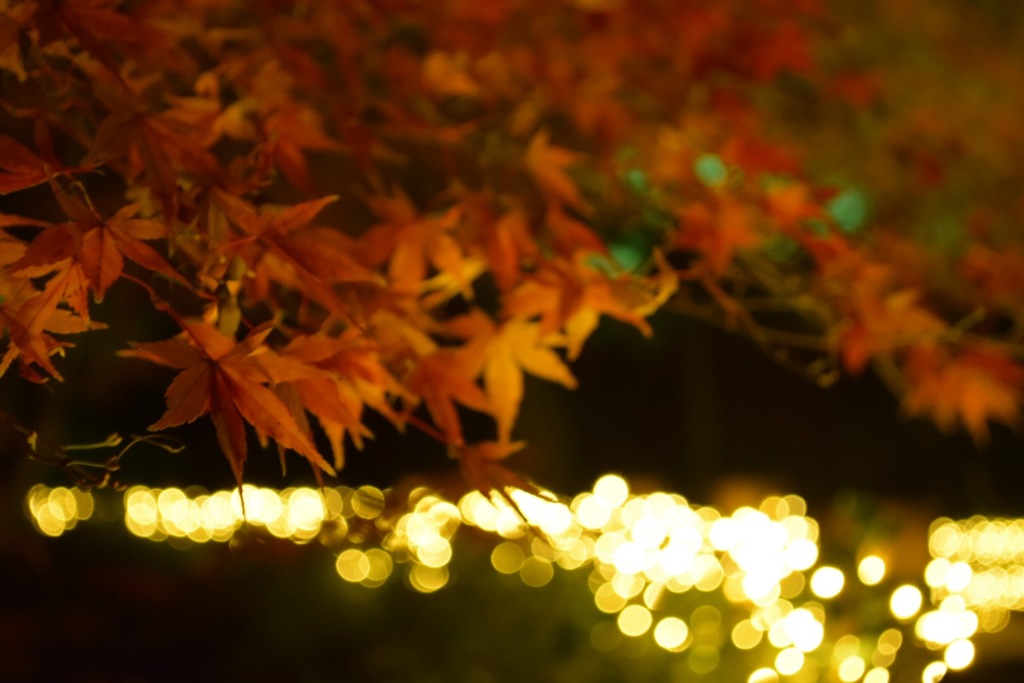 紅葉