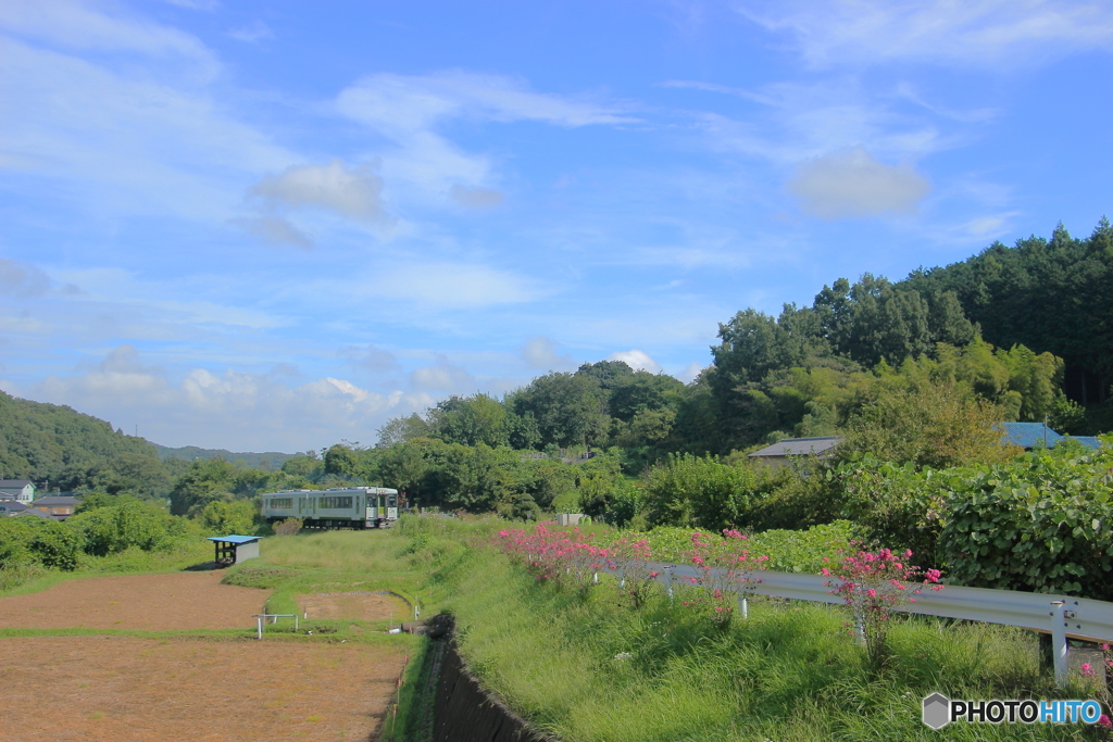 百日紅と八高線と青空と