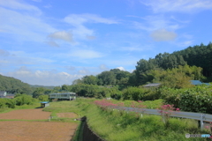 百日紅と八高線と青空と