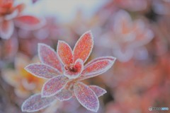 ＊＊winter flower＊＊