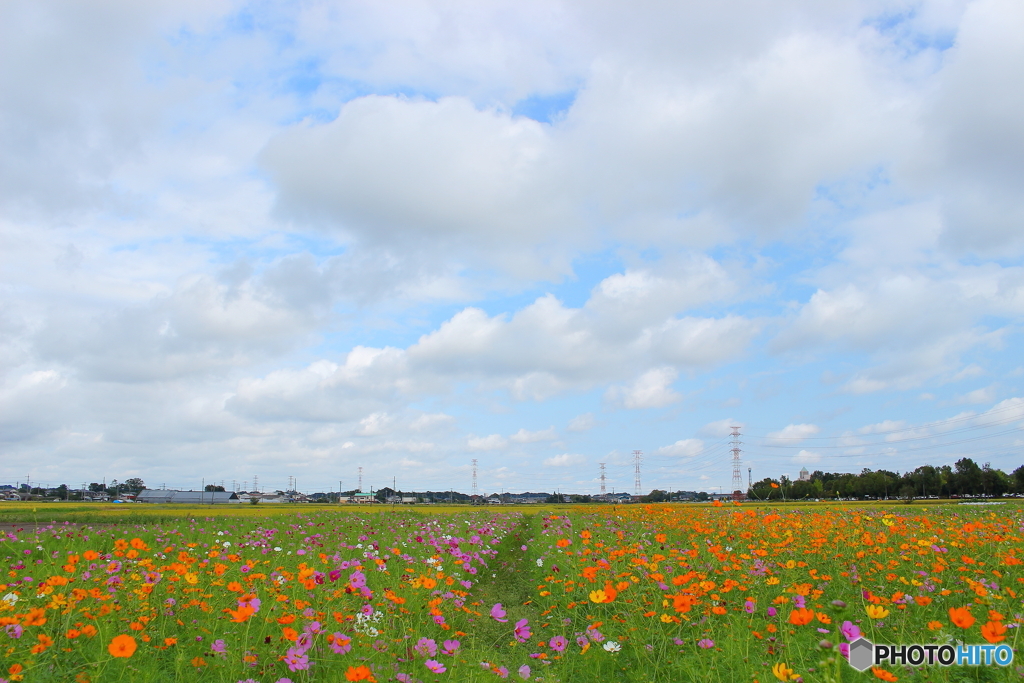 野原いっぱいの花