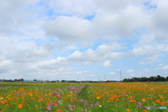 野原いっぱいの花