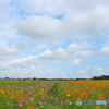野原いっぱいの花